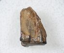 Ceratopsid Dinosaur Tooth - Judith River #17654-2